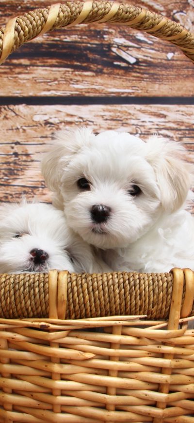 Fond d'écran iPhone Maltese Dog Breed