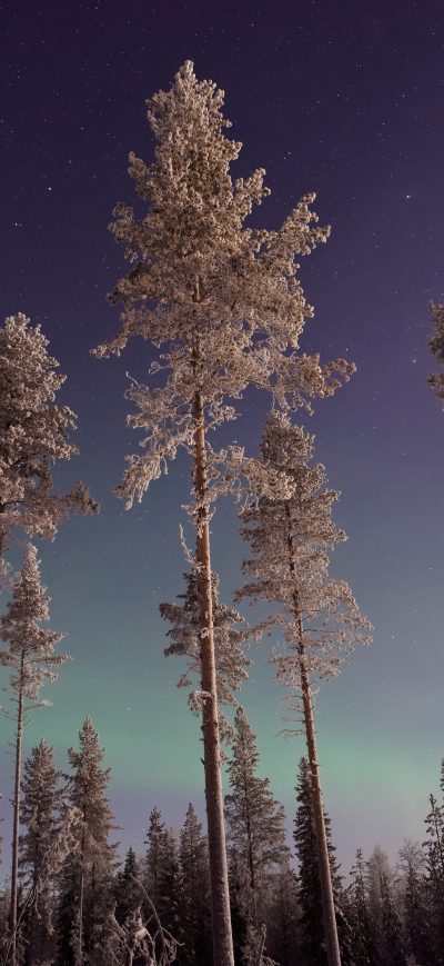Fond d'écran iPhone Long Pine Trees Winter Northern Lights