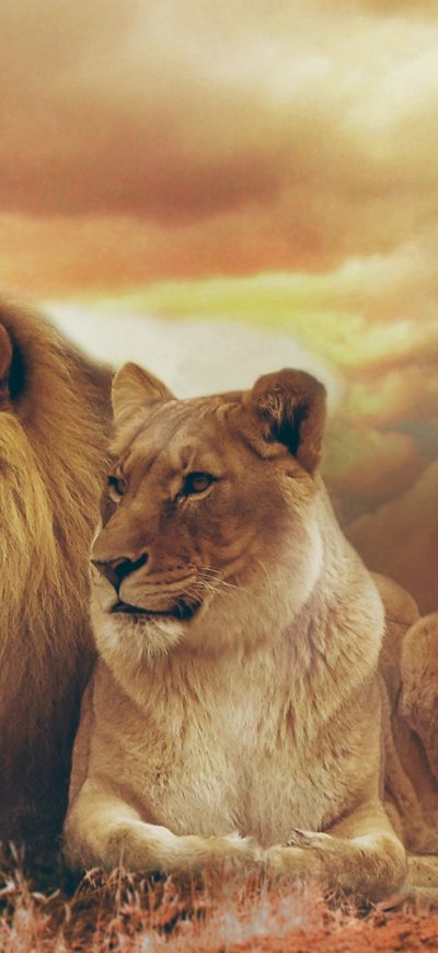 Fond d'écran iPhone Female Male Lions