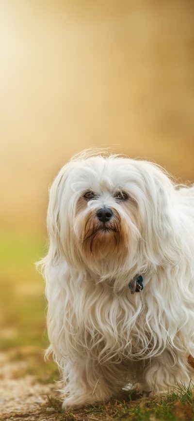 Fond d'écran iPhone Havanese Dog Breed