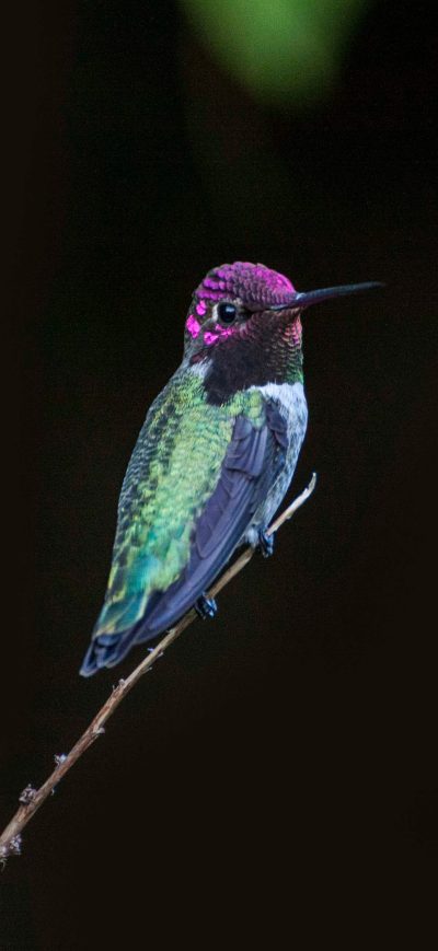 Fond d'écran iPhone Hummingbird Close Up 4k