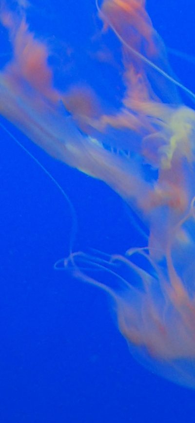 Fond d'écran iPhone Jellyfish 4k