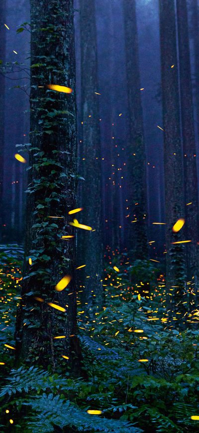 Fond d'écran iPhone Fireflies Forest 4k