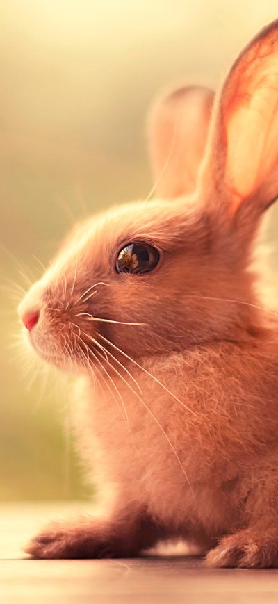 Fond d'écran iPhone Bunny Cute