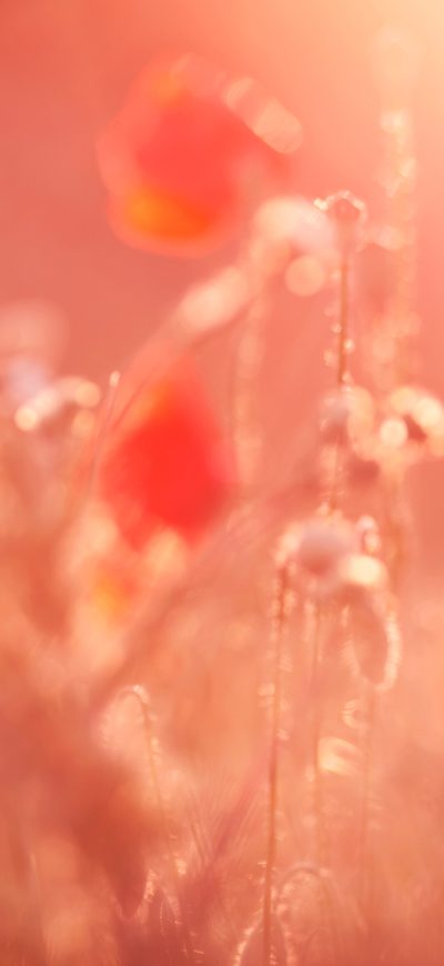 Fond d'écran iPhone Summer Flowes 4k