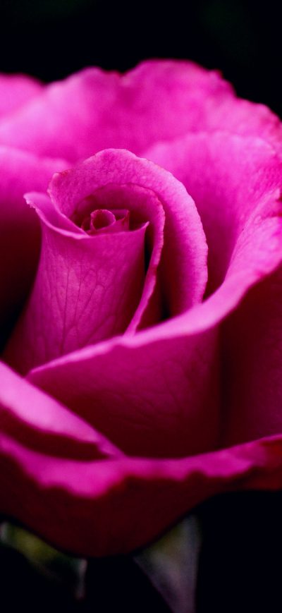 Fond d'écran Pink Rose sur iPhone