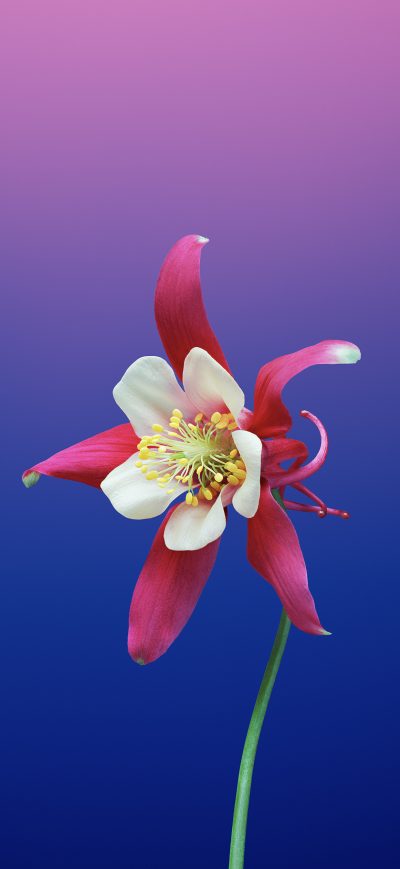 Fond d'écran iPhone Ios 11 Flower Aquilegia