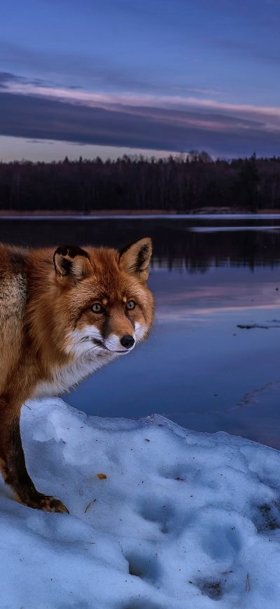 Fond d'écran iPhone Fox On Lake