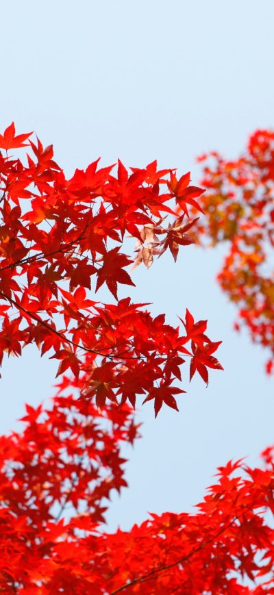 Fond d'écran iPhone Autumn Red Leaf Orange