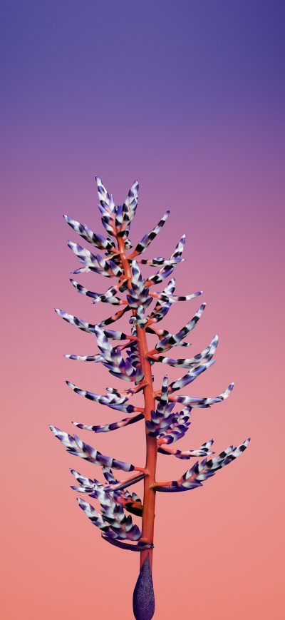Fond d'écran iPhone Ios 11 Flower Aechmea