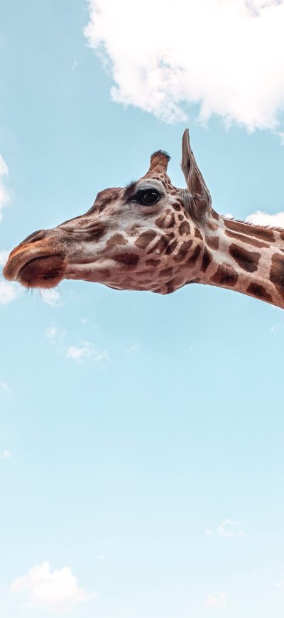 Fond d'écran iPhone Giraffe Under Blue Sky 5k