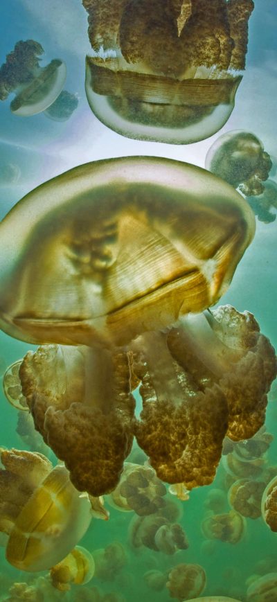 Fond d'écran iPhone Jellies