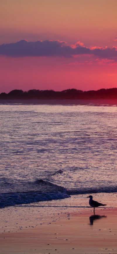 Fond d'écran iPhone Bird Sea Shore Sunset 4k