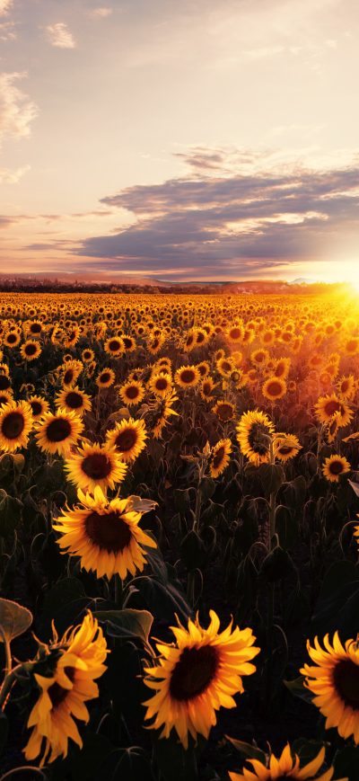 Fond d'écran iPhone Sunflowers Field Sunrise 5k
