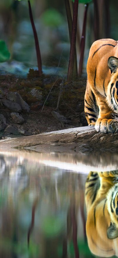 Fond d'écran iPhone Tiger Glowing Eyes Drinking Water 4k