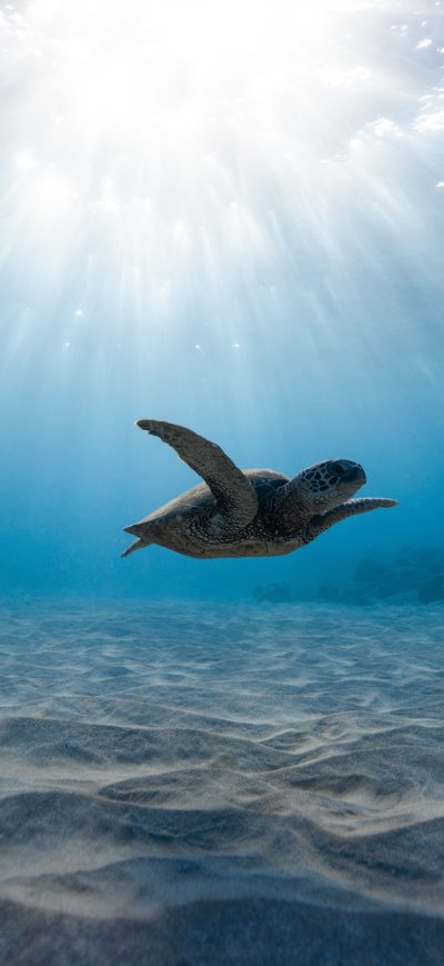 Fond d'écran iPhone Turtle 8k