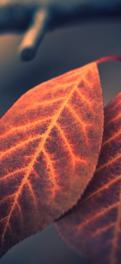 Fond d'écran Leaves 2 sur iPhone