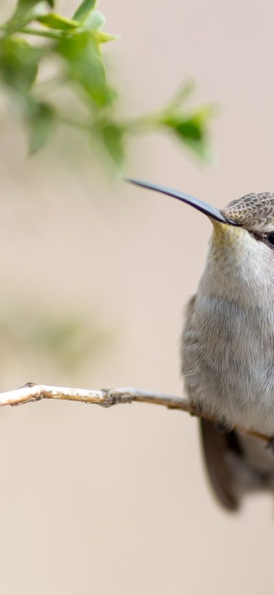 Fond d'écran iPhone Hummingbird 4k