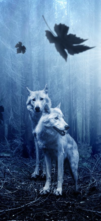Fond d'écran iPhone Wolf Predator Forest 5k