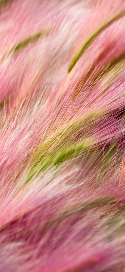 Fond d'écran Foxtail Barley sur iPhone