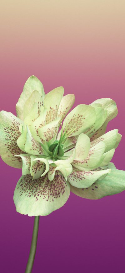 Fond d'écran iPhone Ios 11 Flower Helleborus