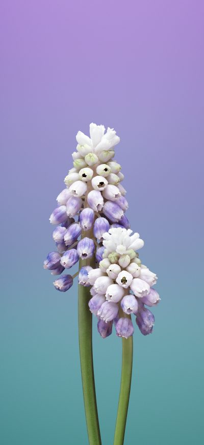 Fond d'écran iPhone Ios 11 Flower Muscari