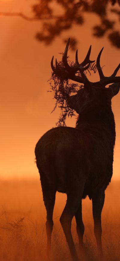 Fond d'écran iPhone Deer Sunlight Nature