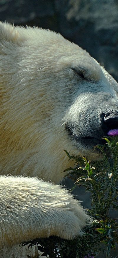 Fond d'écran iPhone Polar Bear