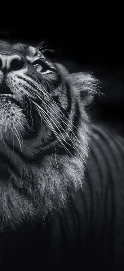 Fond d'écran iPhone Tiger Monochrome 5k
