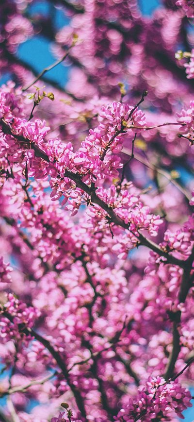 Fond d'écran iPhone Pink Tree Branches 4k