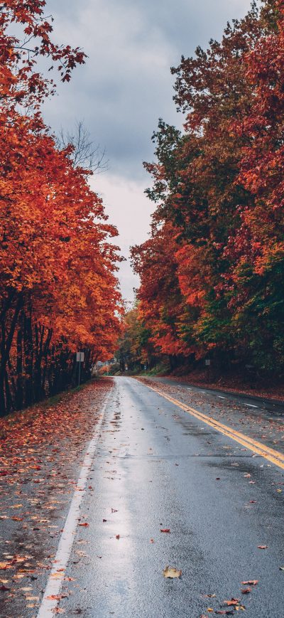 Fond d'écran iPhone Autumn Road Trees On Sides Fallen Leaves