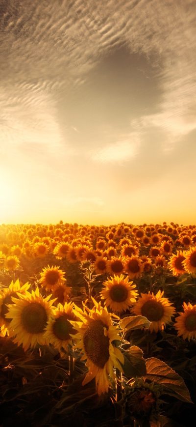 Fond d'écran iPhone Sunflowers Sunset