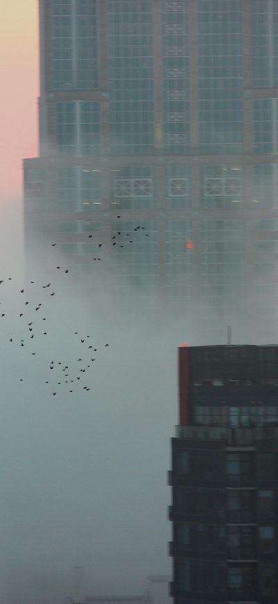 Fond d'écran iPhone Flock Of Birds Over A Foggy Seattle 5k