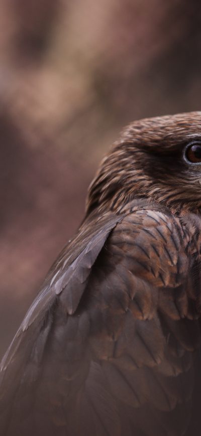 Fond d'écran iPhone Hawk Bird Of Prey 5k