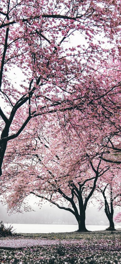 Fond d'écran iPhone Cherry Blossoms Trees 4k