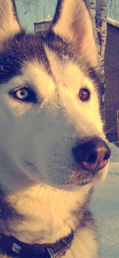 Fond d'écran iPhone Siberan Husky
