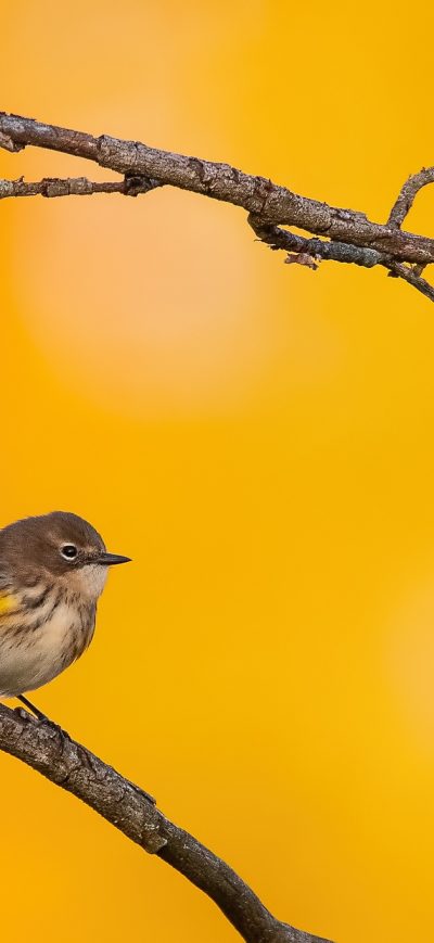 Fond d'écran iPhone Yellow Rumped Warbler