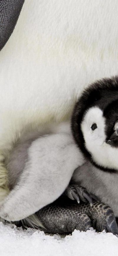 Fond d'écran iPhone Penguin Baby