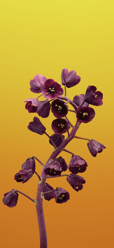 Fond d'écran iPhone Ios 11 Flower Fritillaria