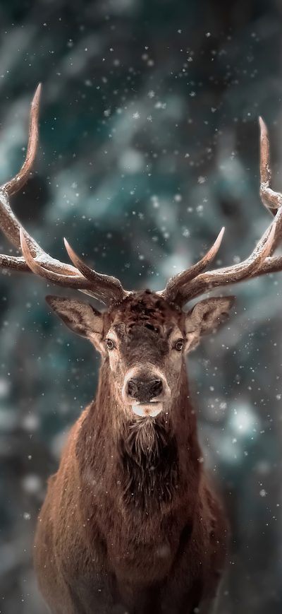 Fond d'écran iPhone Reinderr Snow 4k