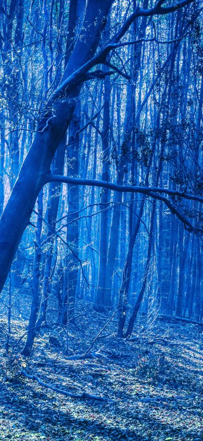 Fond d'écran iPhone Last Blue Light Of Evening In Woods