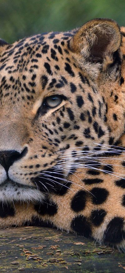 Fond d'écran iPhone Leopard Ultra Hd 4k