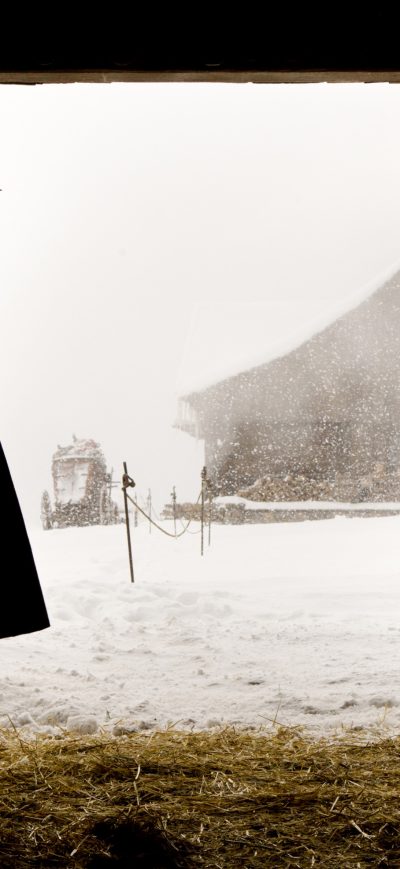 Fond d'écran iPhone The Hateful Eight 2015 3