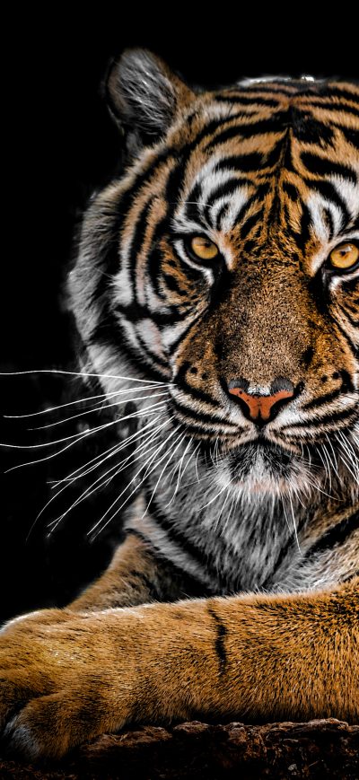 Fond d'écran iPhone Tiger Closeup