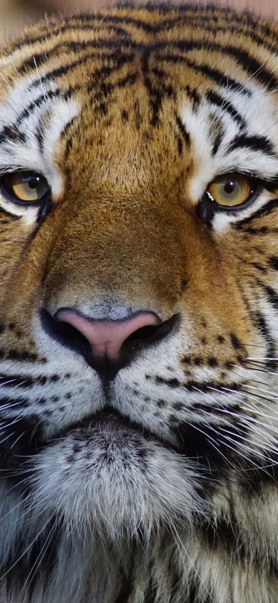 Fond d'écran iPhone Tiger Wild Animal 4k