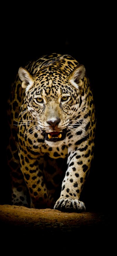 Fond d'écran iPhone Leopard 4k Black Background