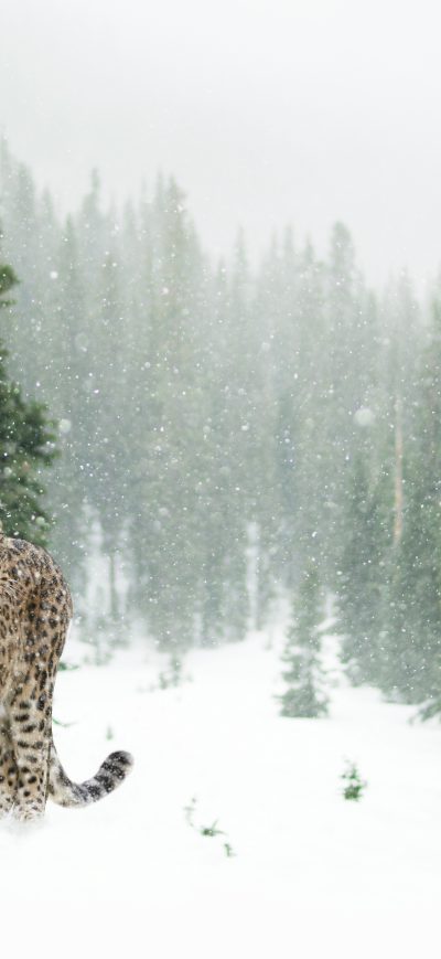 Fond d'écran iPhone Persian Leopard In Snow 5k