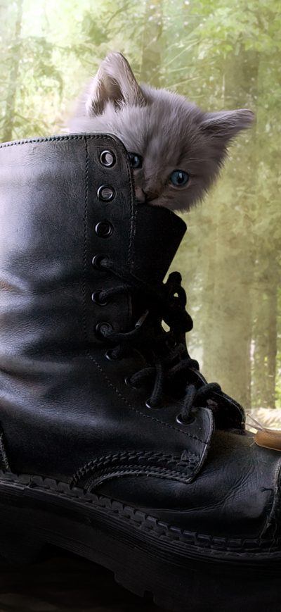 Fond d'écran iPhone Puss In Boots 2 Movie