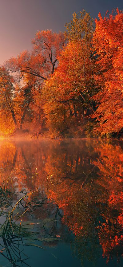 Fond d'écran iPhone Trees Fall Reflection Autumn 4k