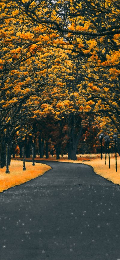 Fond d'écran iPhone Paved Road Autumn 4k